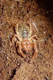Martin Beames: Wind Scorpion / Camel / Sun / Roman Spider