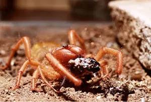 Roman: Wind Scorpion / Camel / Sun / Roman Spider - with food