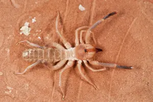 Close Up: Wind Scorpion (Eremobates sp.) on the red rock, top view, Arizona, USA