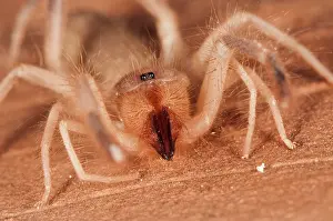 Close Up: Wind scorpion (Eremobates sp.) on the red rock, Arizona, USA