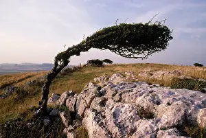 Hawthorns: Wind-trimmed Hawthorn
