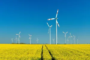 Turbines: Wind turbines behind blooming rape field, blue sky