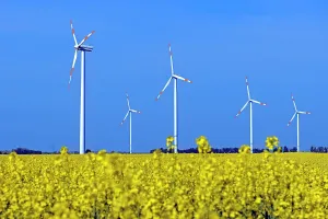 Rapeseed: Wind turbines in a rape (Brassica napus) Symbolic
