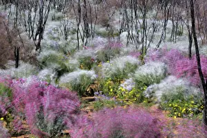 Windblown: Windblown Spring Flowers - amongst burnt scrub