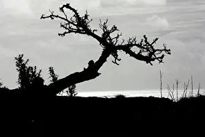 Windblown: Windblown tree on the northeast coast.in silhouette
