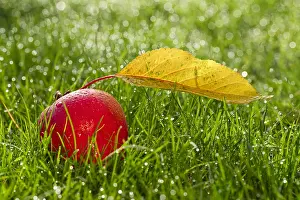 Dewy: Windfall apple and leaf on dewy lawn, Norfolk UK
