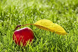 Dewy: Windfall apple and leaf on dewy lawn, Norfolk UK