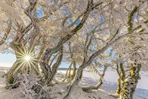 Storms: Winding beech trees after a snow squall, Massif
