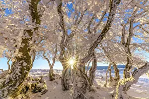 Storms: Winding beech trees after a snow squall, Massif