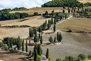 Pienza: Winding road with cypress trees (Cupressus) leads