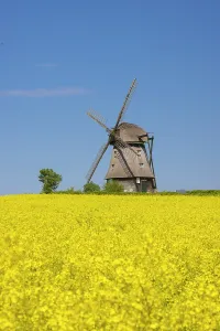 Windmill: Windmill Favre