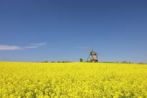Windmill: Windmill Favre