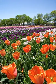 Festival: Windmill Island park with tulips in bloom
