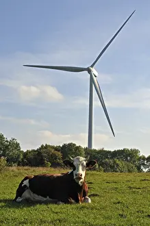 Doubs: Windmill and Montbeliarde cow Lomont massif Jura France