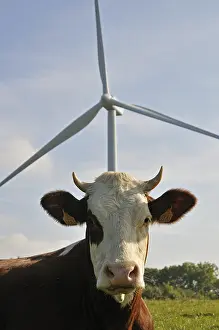 Doubs: Windmill and Montbeliarde cow Lomont massif Jura France
