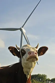 Doubs: Windmill and Montbeliarde cow Lomont massif Jura France
