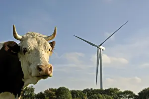 Doubs: Windmill and Montbeliarde cow Lomont massif Jura France
