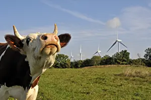 Doubs: Windmills and Montbeliarde cow Lomont massif Jura France