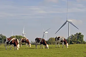 Doubs: Windmills and Montbeliardes cows Lomont massif Jura France