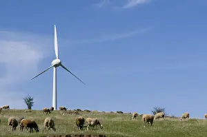 Windcharger: Windmills and sheep Serre des fourches Freyssenet Ardeche