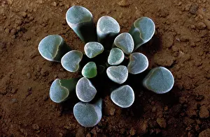 Smallest: Window Plant - the upper part of the plant collect