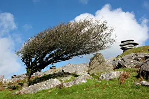 Windswept: Windswept Tree