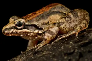 Smooth: Windward ditch frog (Leptodactylus validus), on