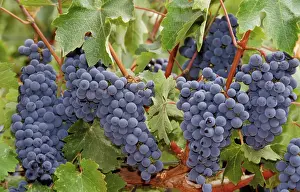 Grapes: Wine grapes, Napa Valley