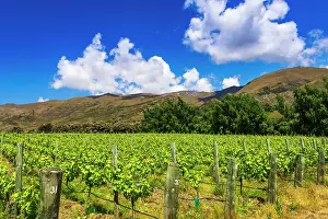 Wanaka: Wine grapes at Rippon Vineyard on the shore of Lake