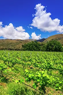 Hemisphere: Wine grapes at Rippon Vineyard on the shore of Lake