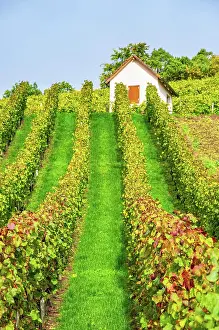 Bicycle: Winegrower's hut in autumn vineyard, wine-growing