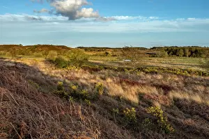 David Chapman: Winfrith Heath - From Tadnoll Heath - Dorset - UK