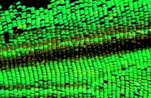 Birdwing: Wing scales of male Cairns birdwing butterfly