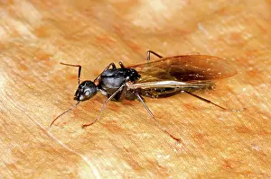 Fertile: Winged ant