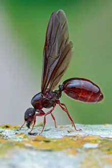 Vespoidea: Winged ant or alate (Formicidae - Carebara sp.)