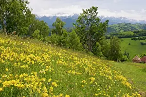 Bob Gibbons: Winged Broom - in flower - Piatra Craiulu