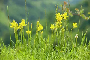 Broom: Winged Broom - in flower - Piatra Craiulu