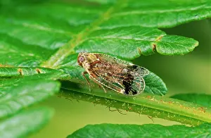Hoppers: Winged FROGHOPPER