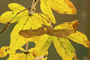 Keys: Winged fruit, keys, and colourful autumn leaves