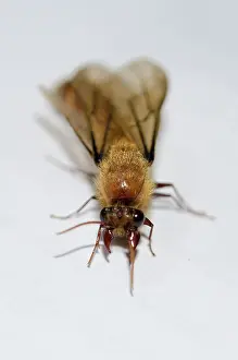 January: Winged male Driver Ant