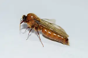 January: Winged male Driver Ant