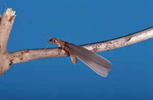 Weevils: Winged Queen Termite