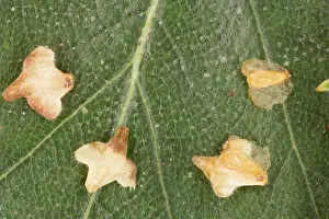 Birches: The winged seeds of silver birch