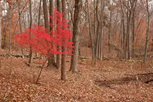 Spindle: Winged Spindle tree in Autumn (fall) - invasive