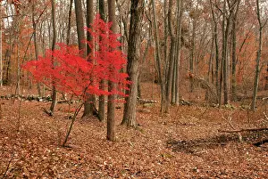 Spindle: Winged Spindle tree in Autumn (fall) - invasive