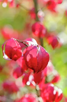 Spindle: Winged spindle tree, Euonymus alatus, Close up of red colour