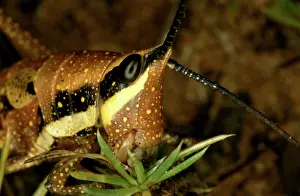 Grasshoppers: Wingless grasshopper (fam. Pyrgomorphidae)