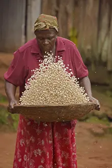 Maize: Winnowing corn, (maize), Luhya woman, Kakamega forest