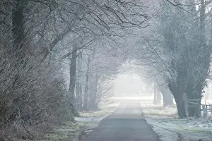 Contemplation: Winter