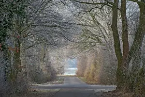 Contemplation: Winter